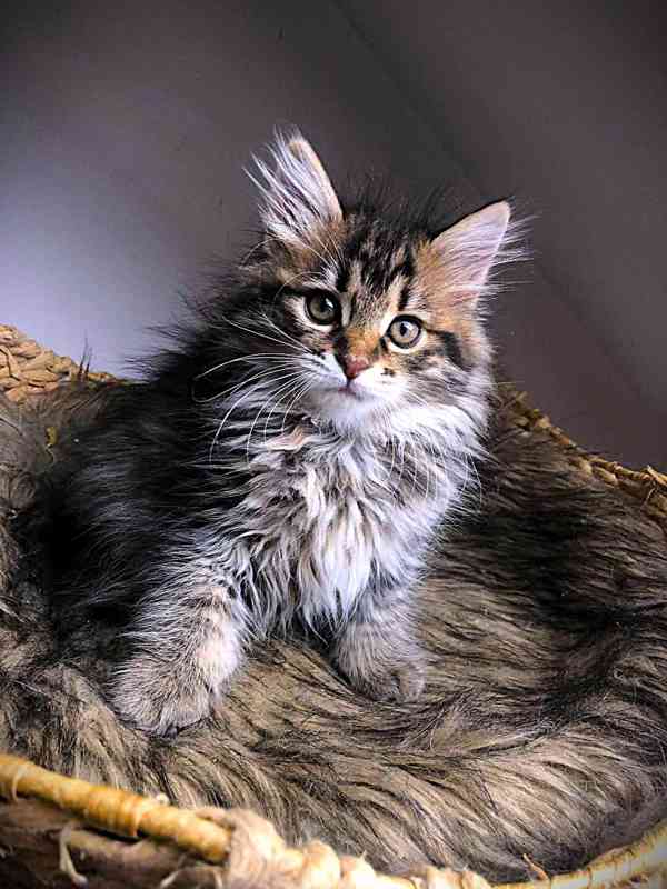 Kurilský bobtail koťata  s PP - foto 3