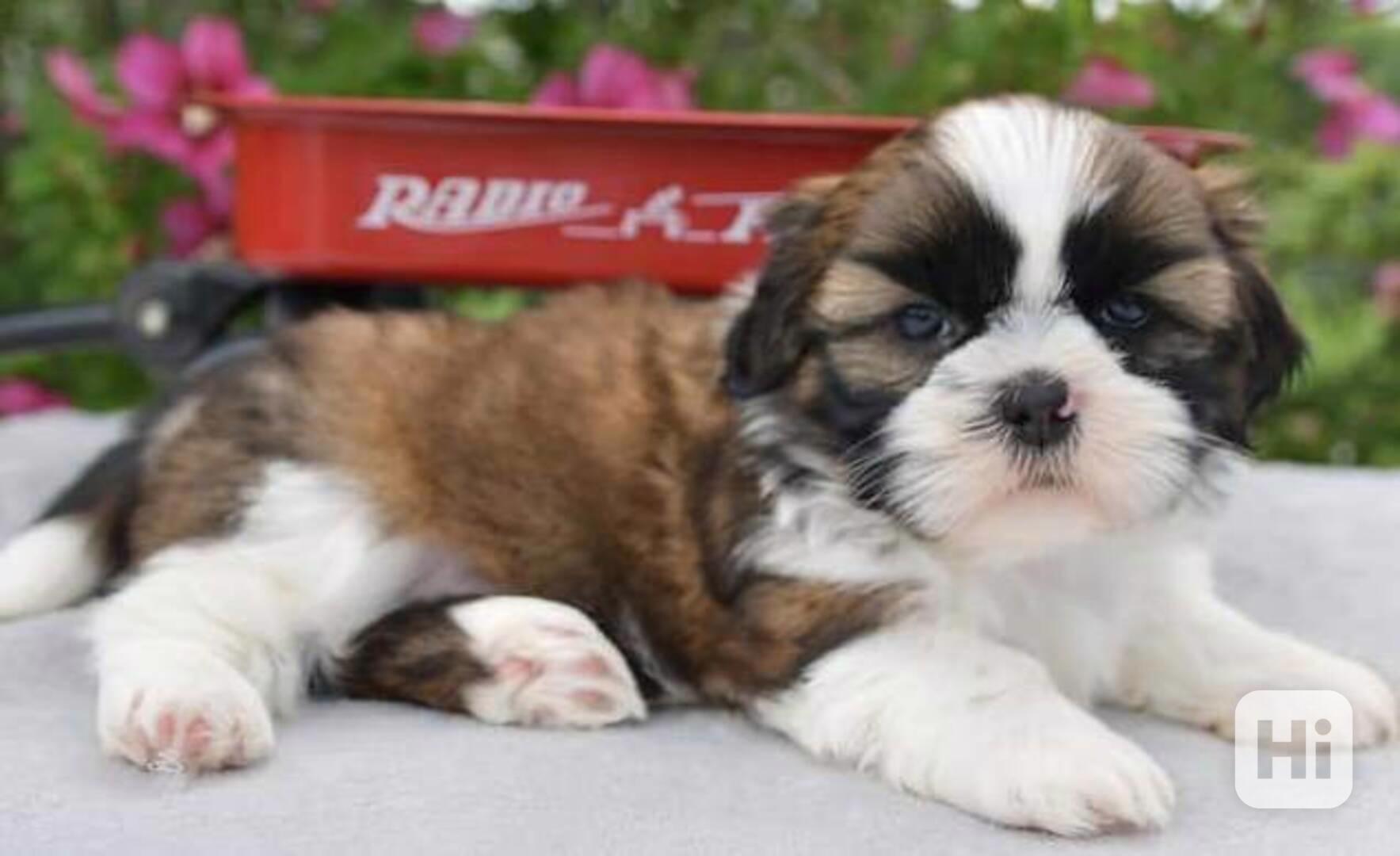 štěňata shih-tzu - foto 1