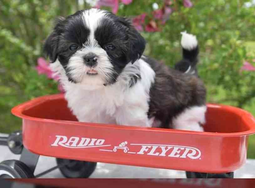 štěňata shih-tzu - foto 2