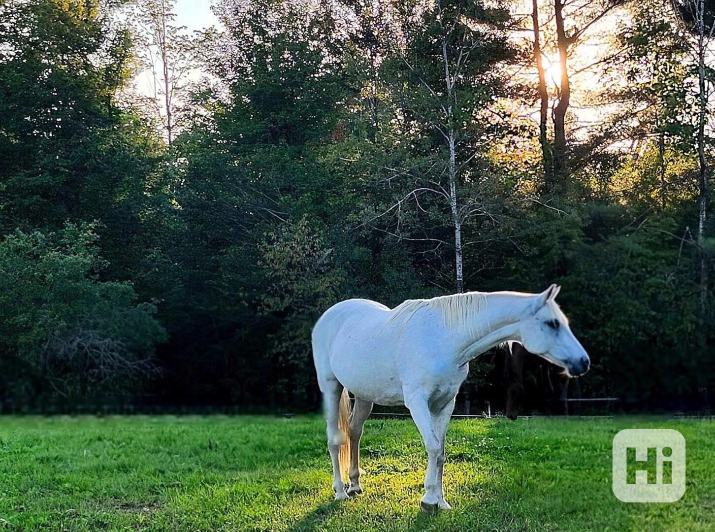 Arabský kříženec, šedý gleding - foto 1