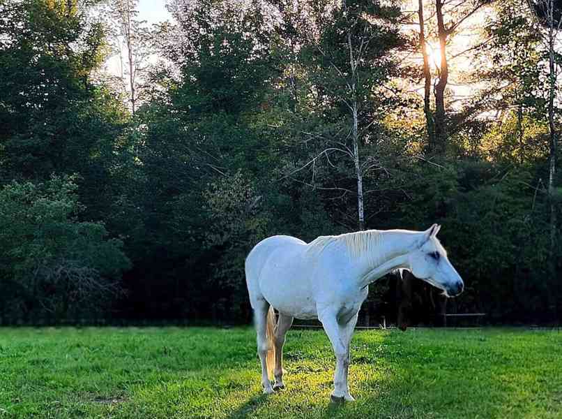 Arabský kříženec, šedý gleding