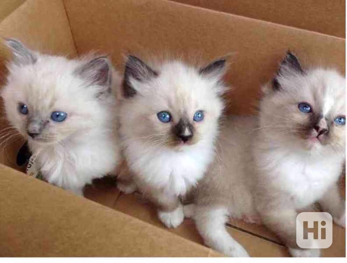 Roztomilá a okouzlující koťátka ragdoll - foto 1