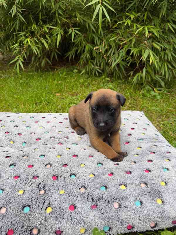 Belgický ovčák Malinois – rezervace štěňátek s PP - foto 3