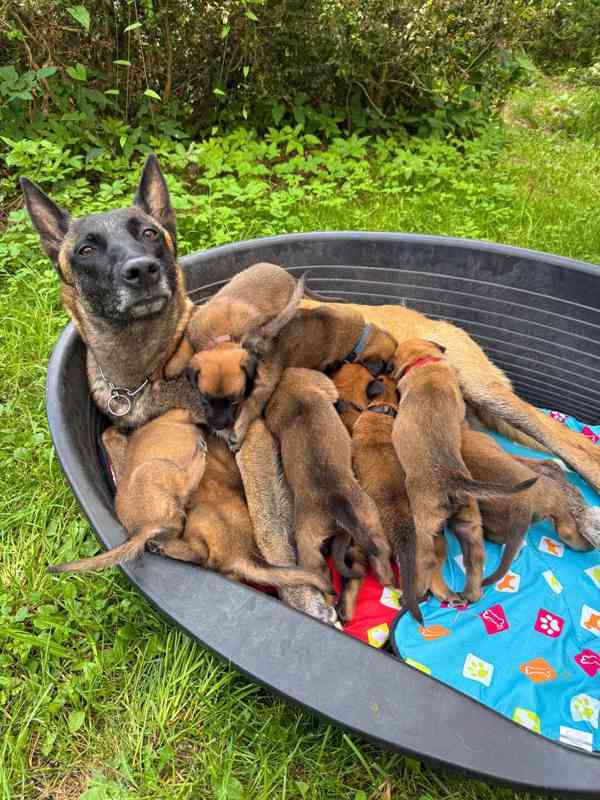 Belgický ovčák Malinois – rezervace štěňátek s PP - foto 5
