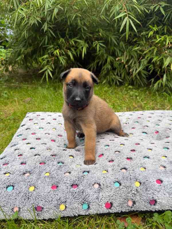 Belgický ovčák Malinois – rezervace štěňátek s PP - foto 10
