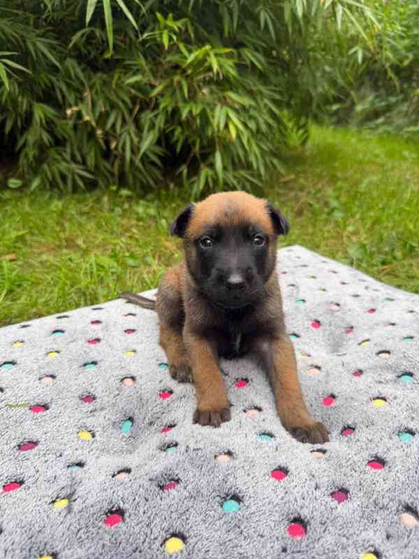 Belgický ovčák Malinois – rezervace štěňátek s PP - foto 11