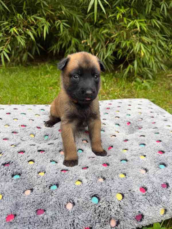 Belgický ovčák Malinois – rezervace štěňátek s PP - foto 7
