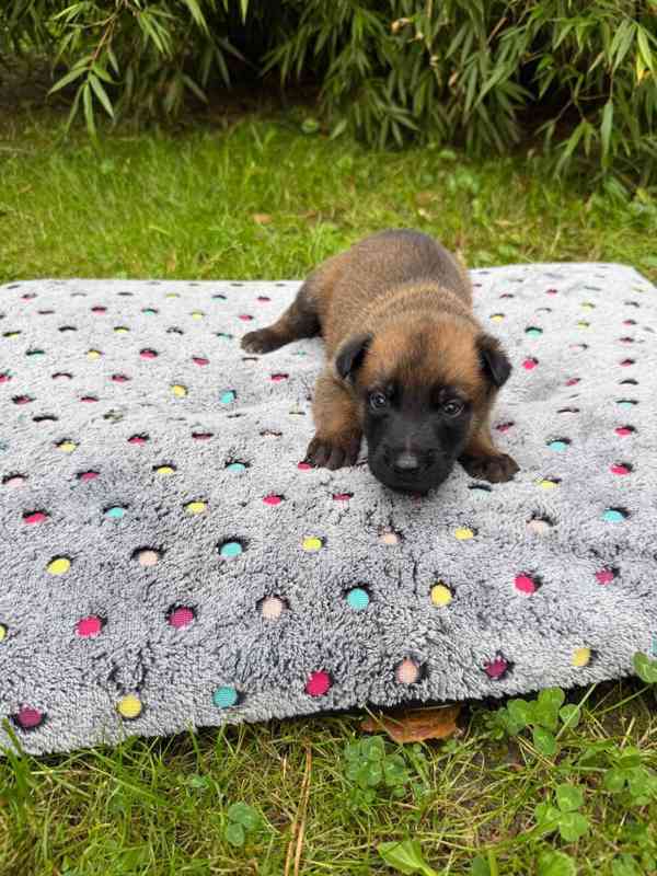 Belgický ovčák Malinois – rezervace štěňátek s PP - foto 12