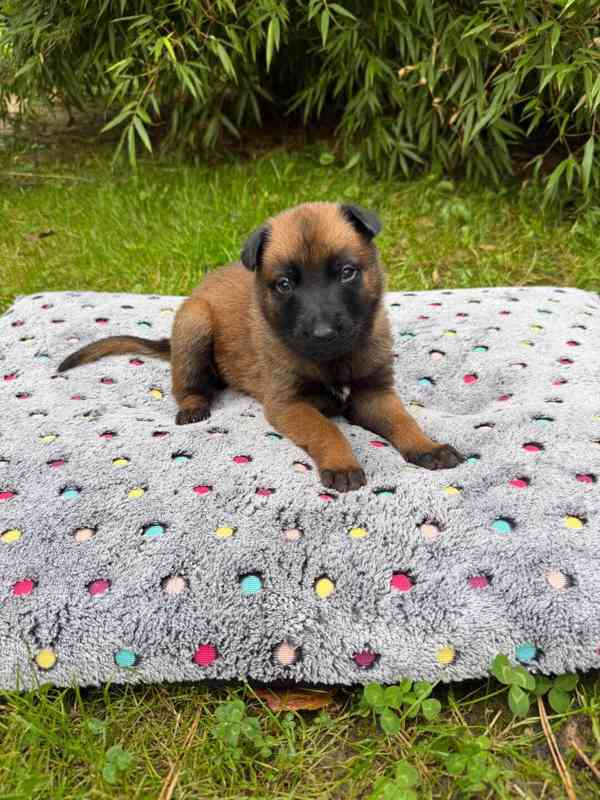 Belgický ovčák Malinois – rezervace štěňátek s PP - foto 2