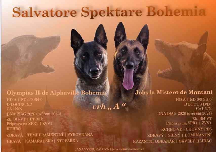 Belgický ovčák Malinois – rezervace štěňátek s PP - foto 14