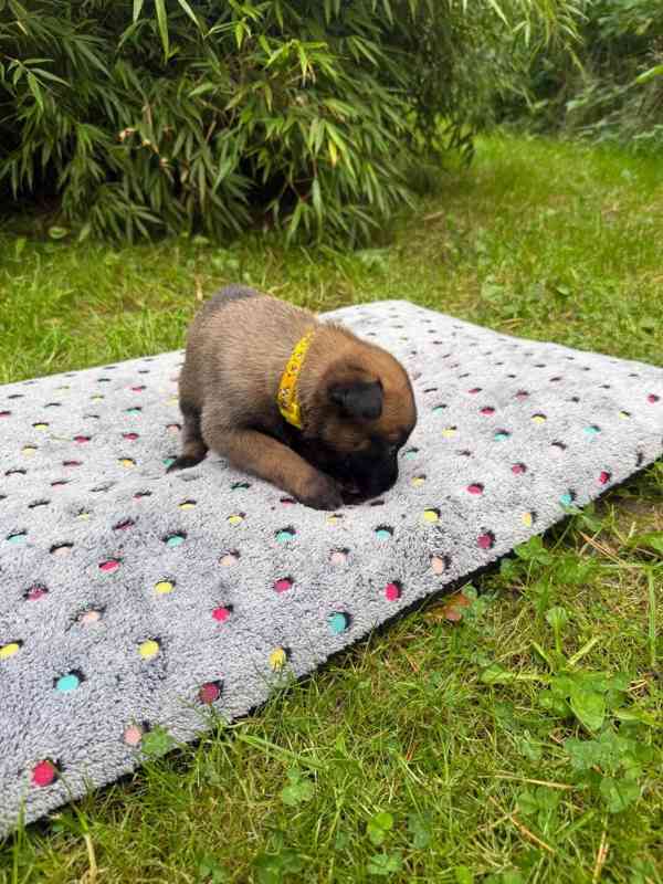 Belgický ovčák Malinois – rezervace štěňátek s PP - foto 8