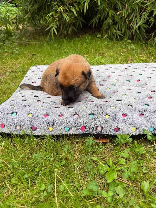 Belgický ovčák Malinois – rezervace štěňátek s PP - foto 4