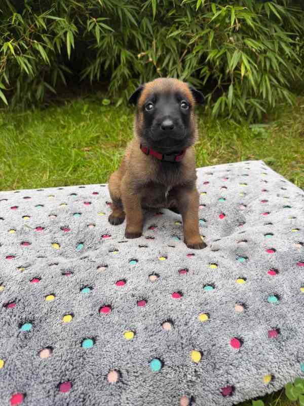 Belgický ovčák Malinois – rezervace štěňátek s PP - foto 9