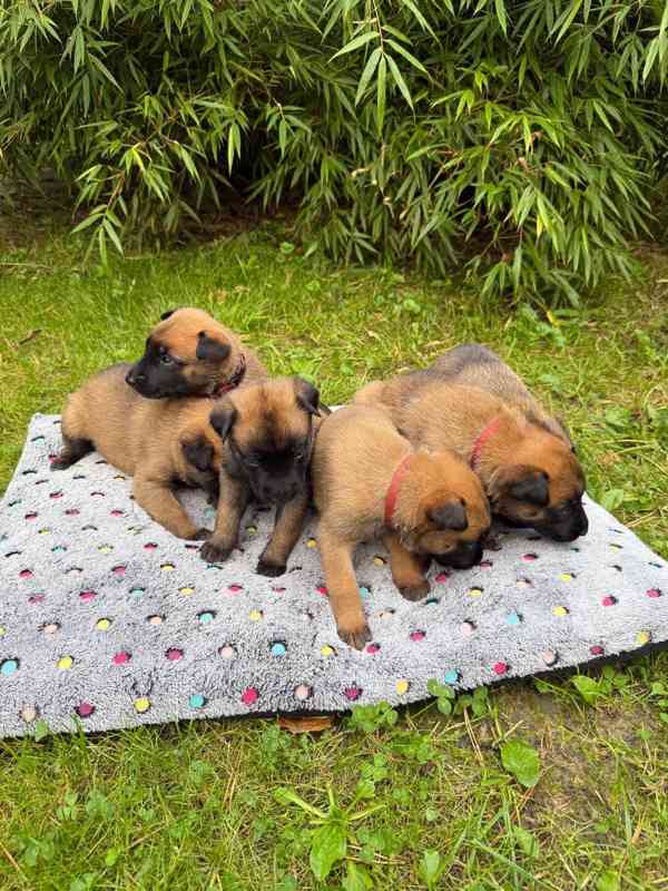 Belgický ovčák Malinois – rezervace štěňátek s PP - foto 6