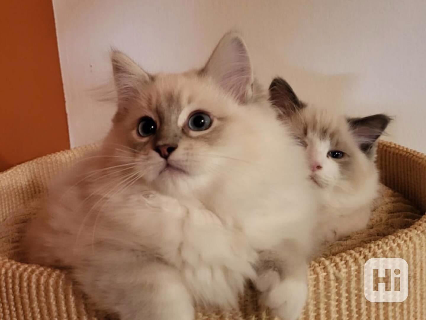 Ragdoll koťata s PP - foto 1