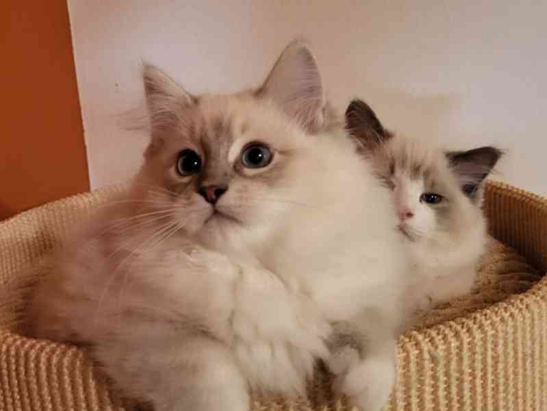 Ragdoll koťata s PP - foto 1