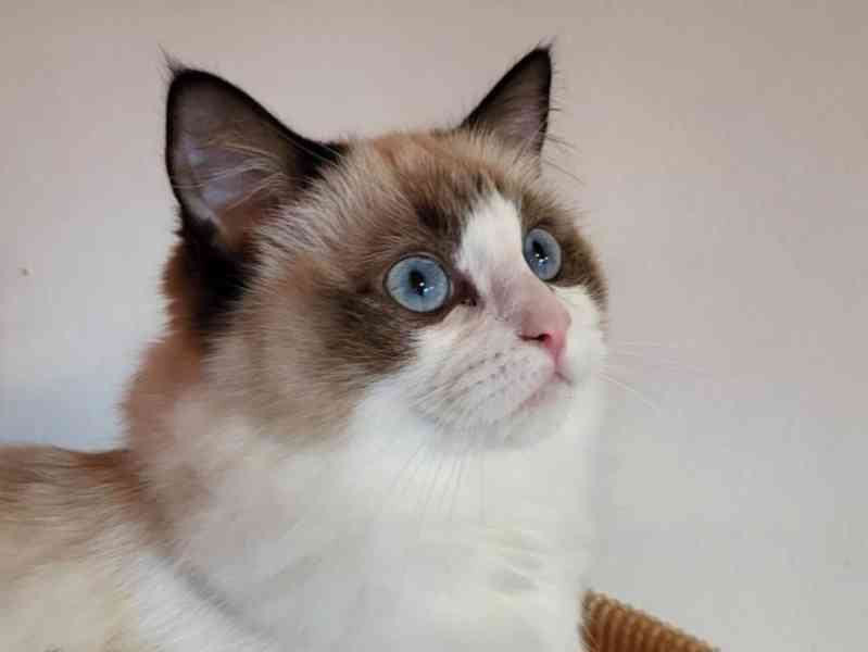 Ragdoll koťata s PP - foto 5