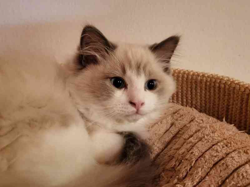 Ragdoll koťata s PP - foto 6