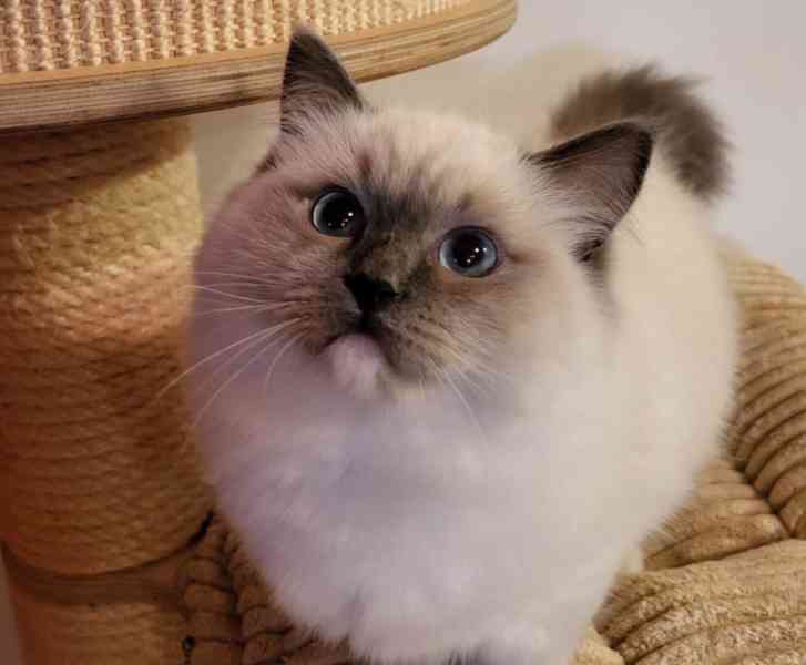 Ragdoll koťata s PP - foto 4