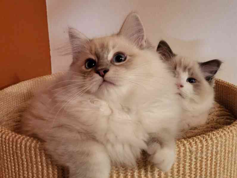 Ragdoll koťata s PP - foto 7