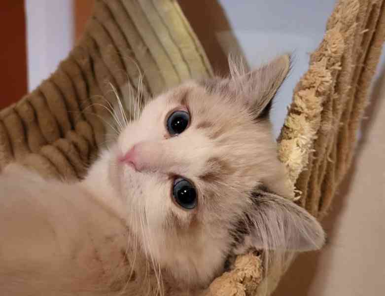 Ragdoll koťata s PP - foto 2