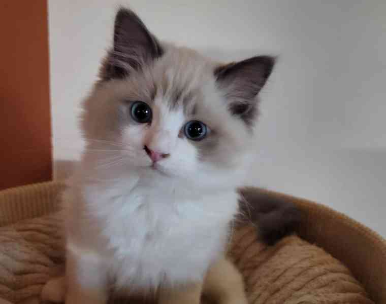 Ragdoll koťata s PP - foto 3