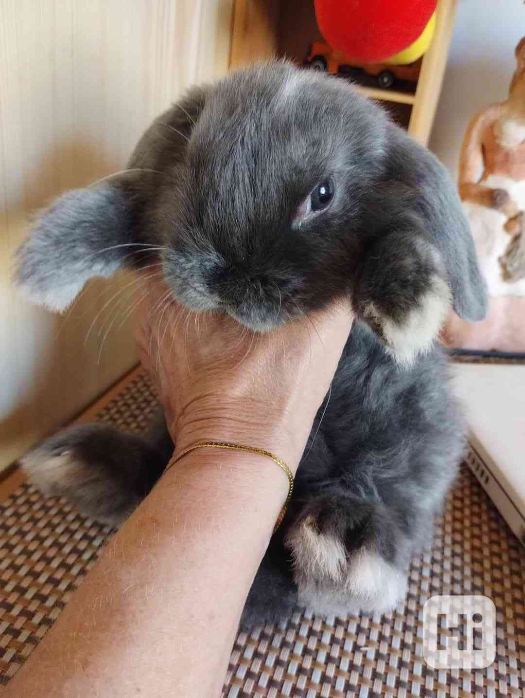 Králík  - foto 1