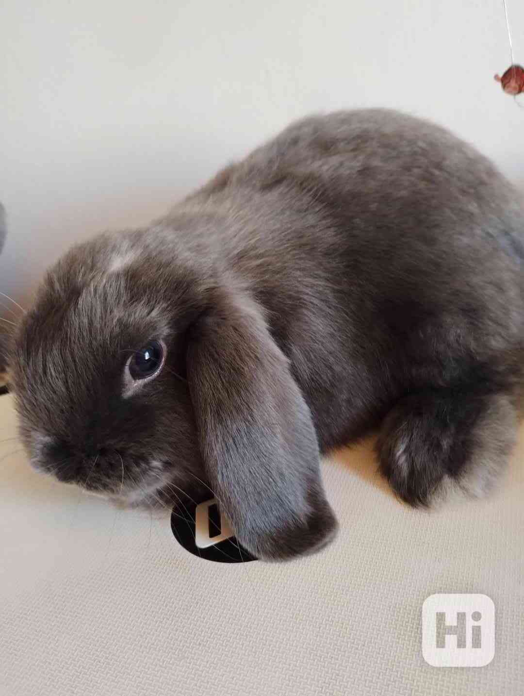 Králík  - foto 1