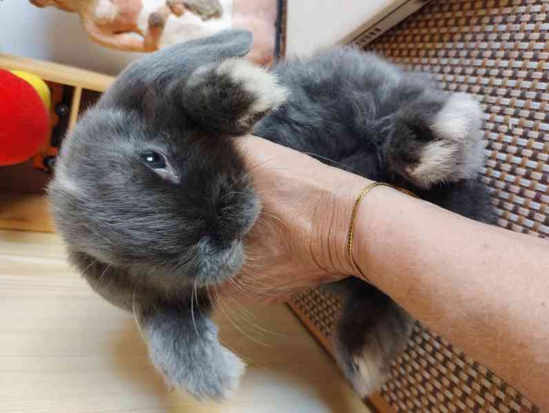 Králík  - foto 1