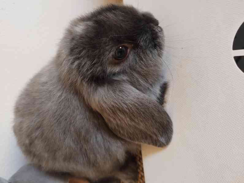 Králík  - foto 3