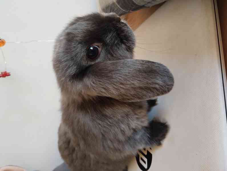 Králík  - foto 2