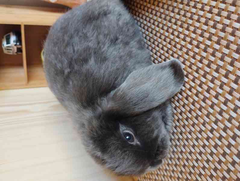 Králík  - foto 2
