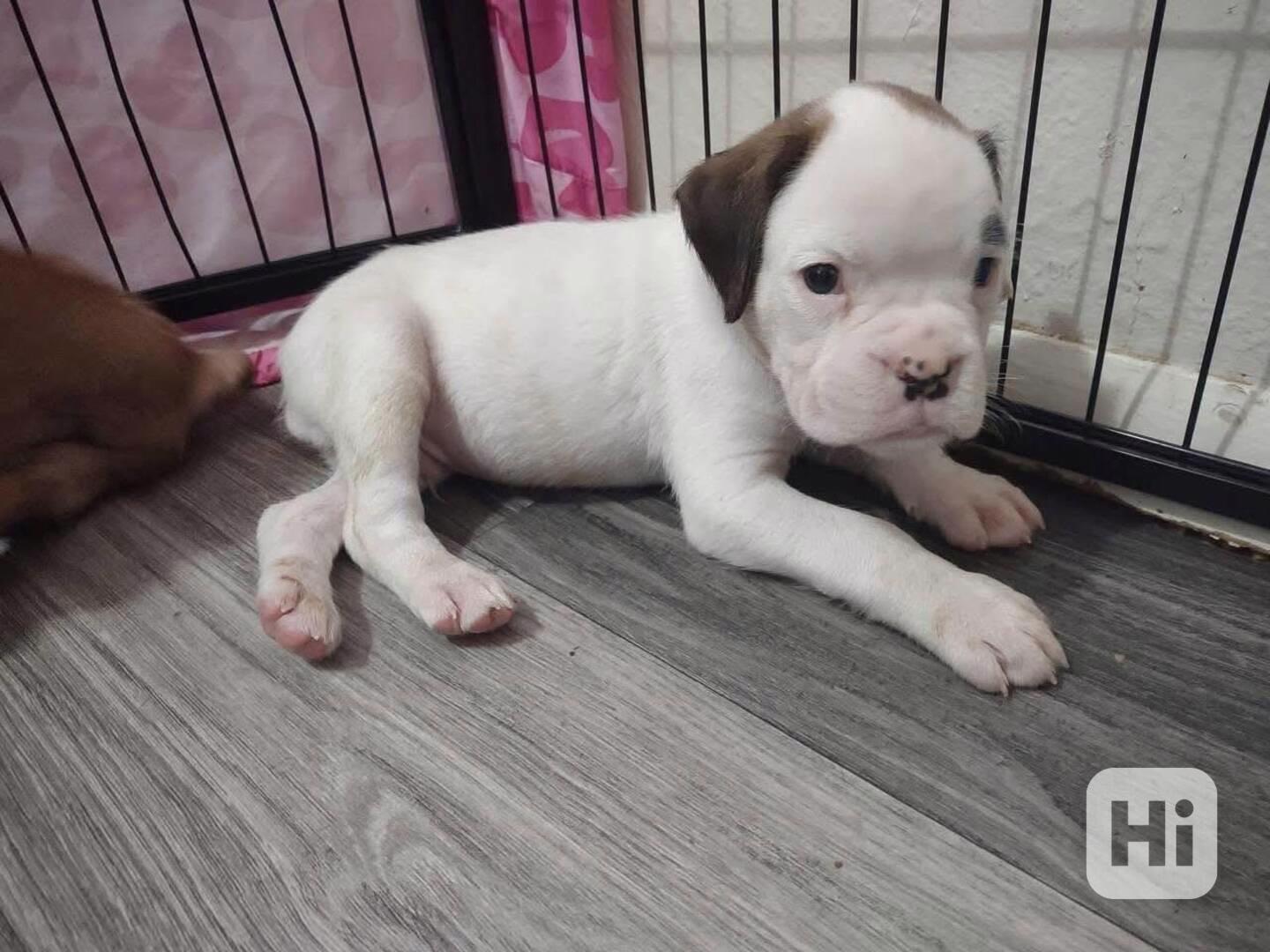 Štěňata boxera k adopci zdarma nyní s pp  - foto 1