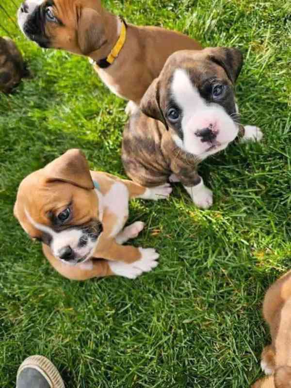 Štěňata boxera k adopci zdarma nyní s pp  - foto 2