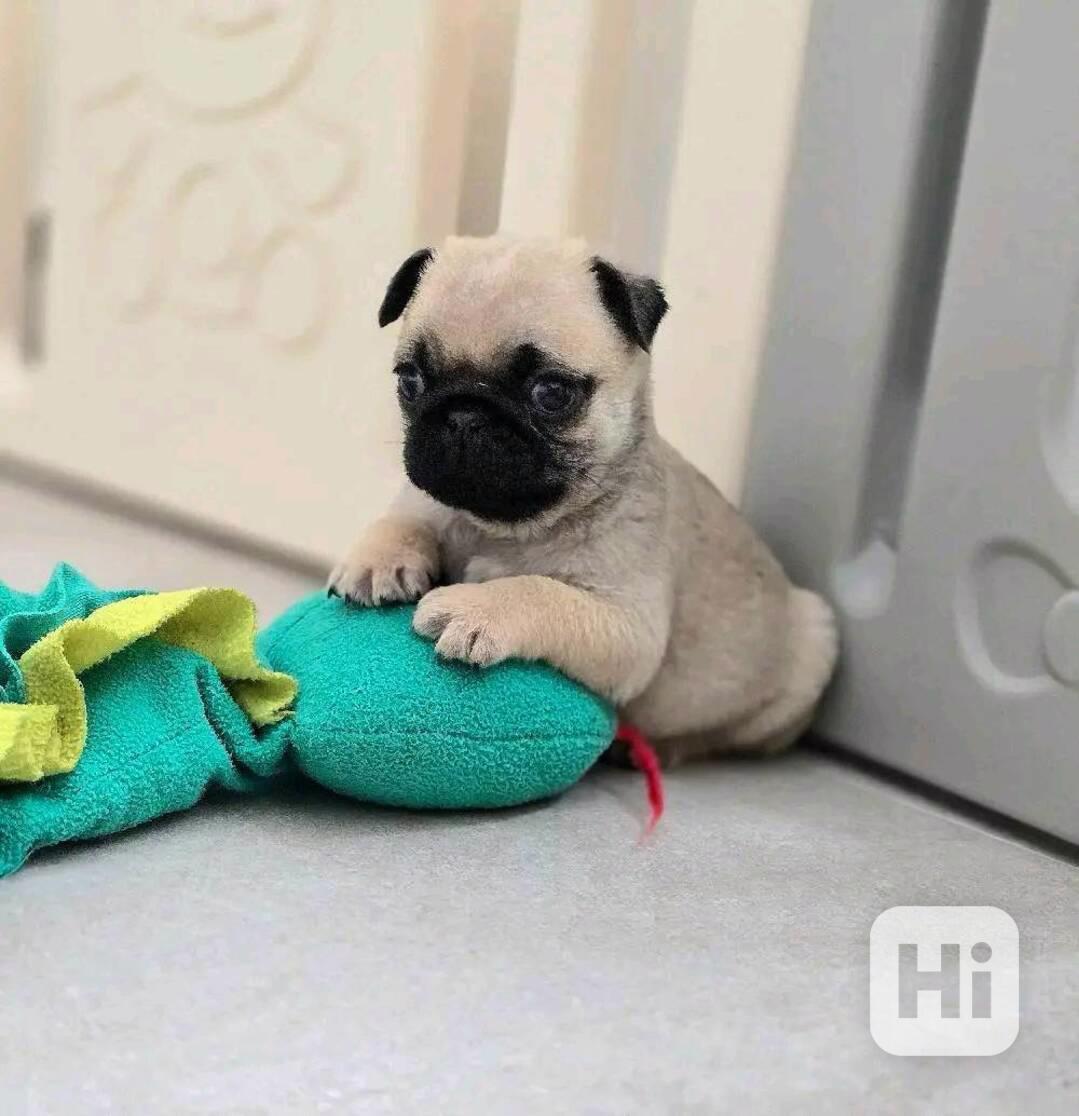 ROZTOMILÁ A MILUJÍCÍ ŠTĚŇATA MOPSE, PSI A FENIČKY - foto 1