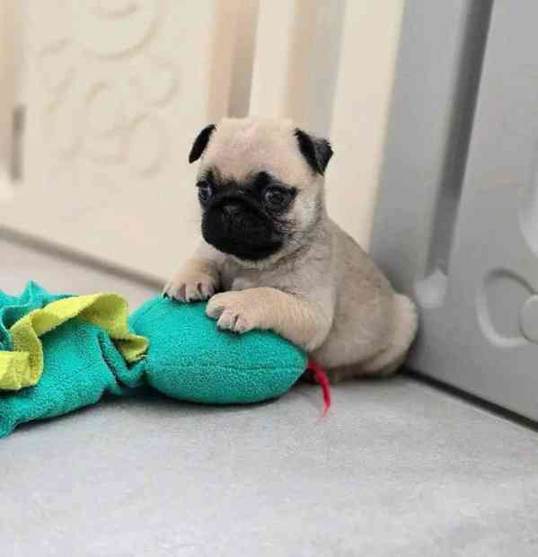 ROZTOMILÁ A MILUJÍCÍ ŠTĚŇATA MOPSE, PSI A FENIČKY