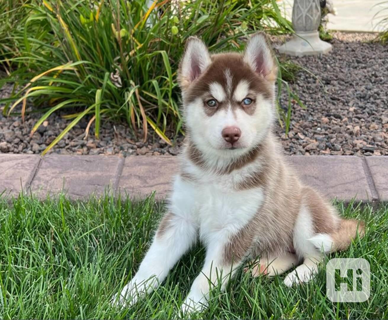 Čistokrevná štěňata sibiřského huskyho - foto 1