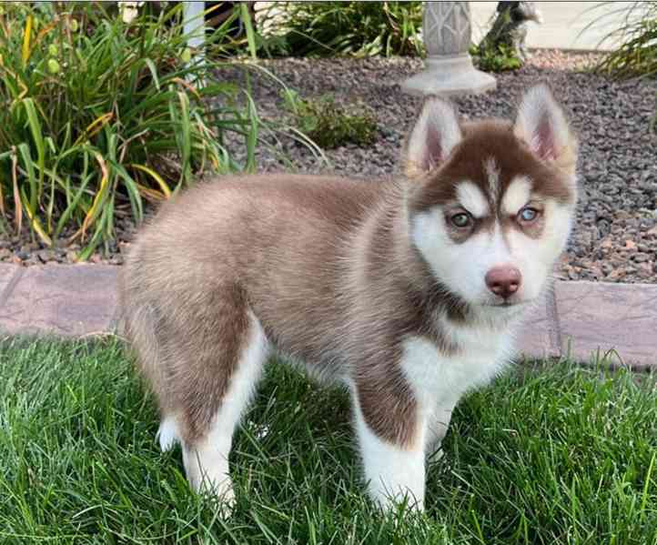 Čistokrevná štěňata sibiřského huskyho - foto 3