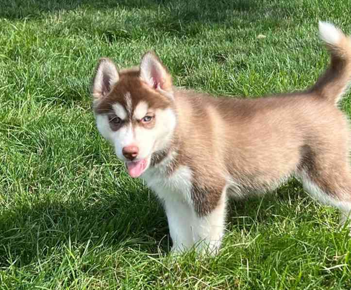 Čistokrevná štěňata sibiřského huskyho - foto 2