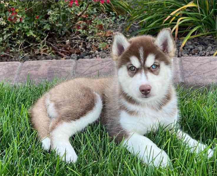 Čistokrevná štěňata sibiřského huskyho - foto 4