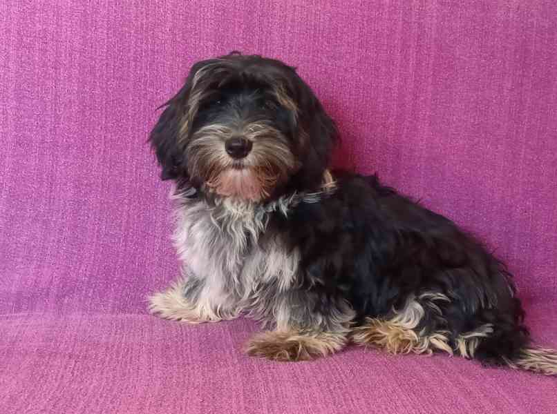 Biewer - pejsci bez pp - foto 2