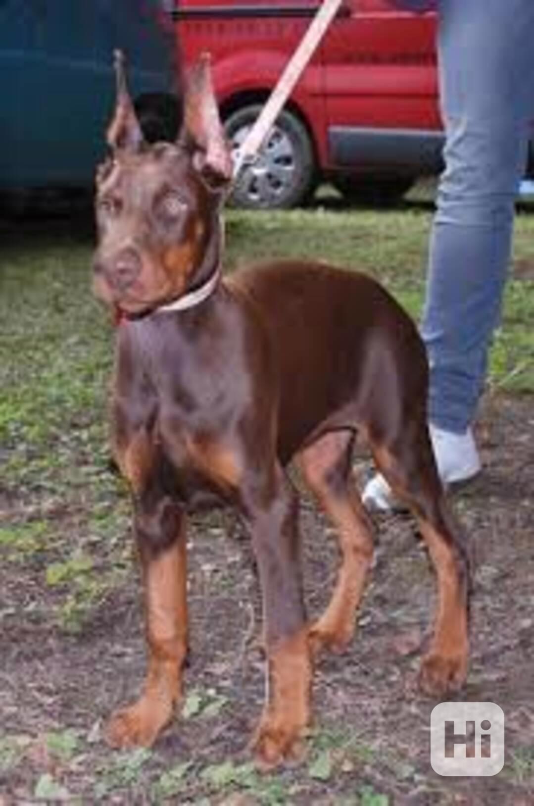 …•Kúpim-Doberman štene•… - foto 1