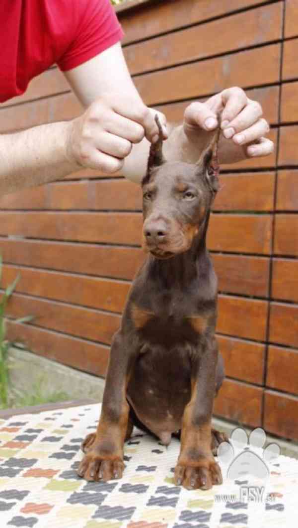 …•Kúpim-Doberman štene•… - foto 2