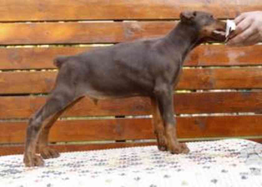 …•Kúpim-Doberman štene•… - foto 3