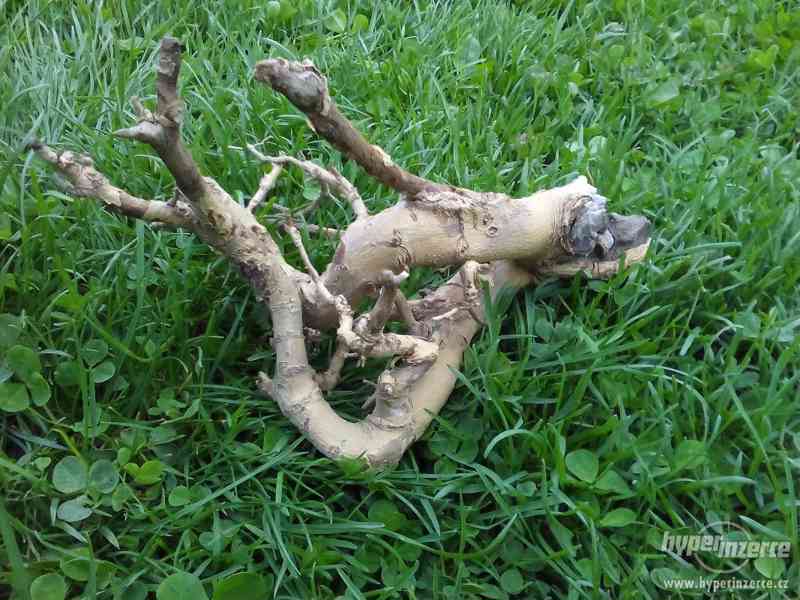 Kořeny a větve do terárií: - foto 2
