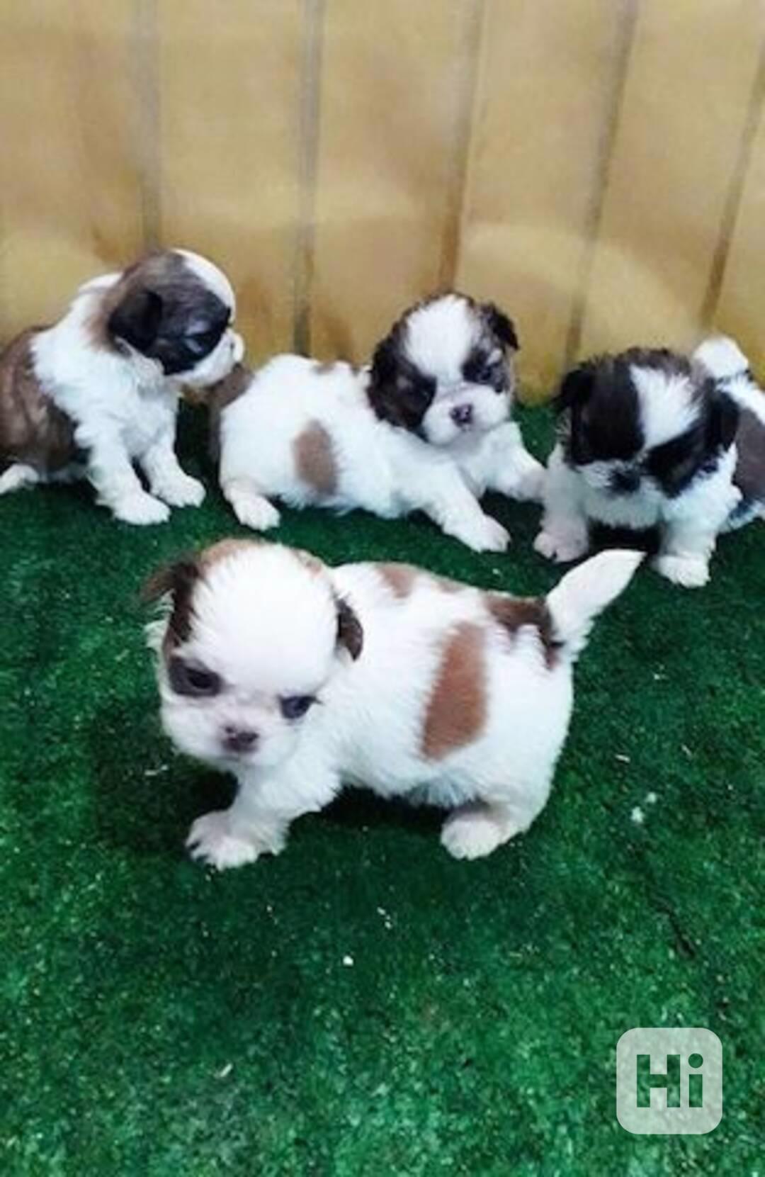 štěně Shih-tzu s pp - foto 1