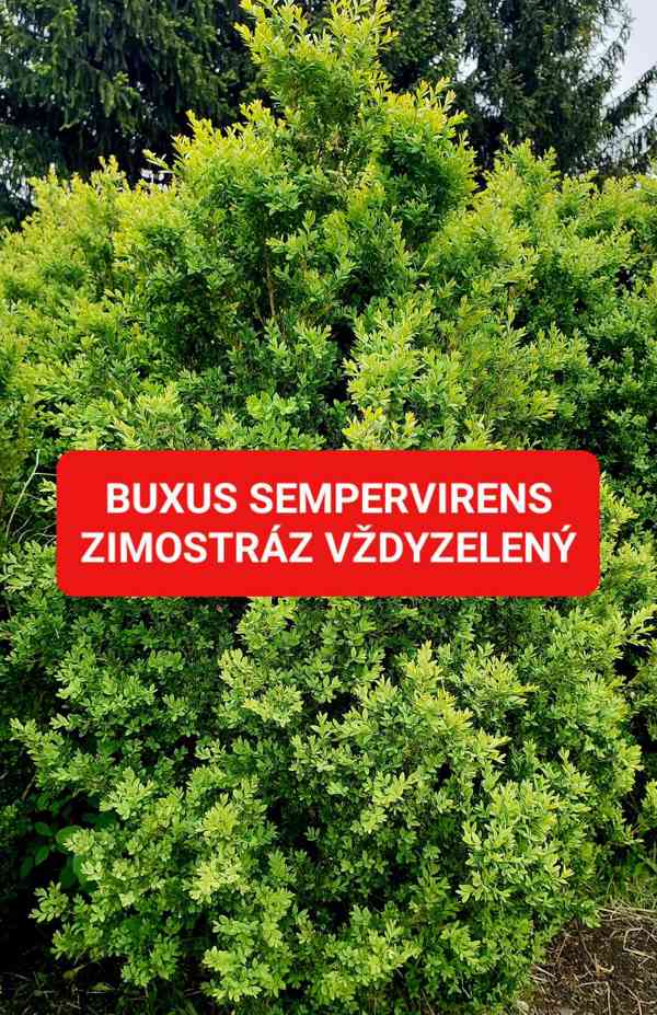 Buxus sempervirens (Zimostráz vždyzelený) - foto 1