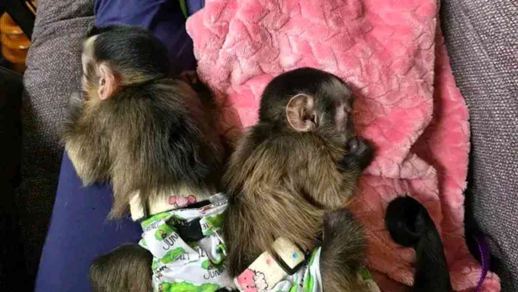  Adoptujte si tyto roztomilé kapucíny - foto 1