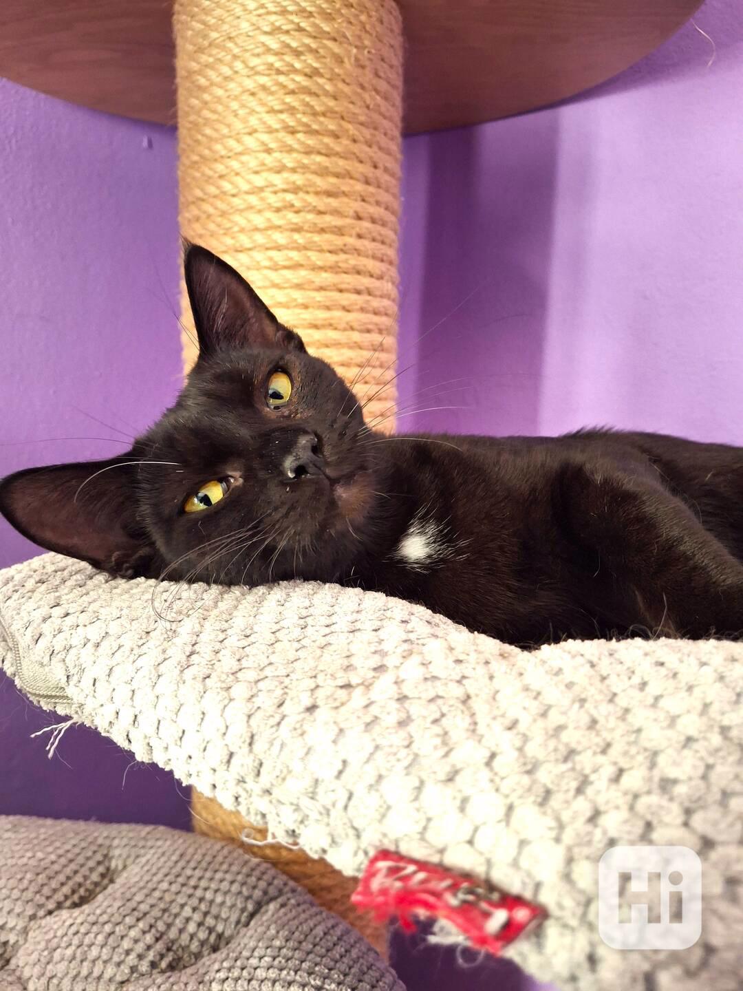 Pavlásek ❤️mazlivý strašpytlík❤️ - foto 1