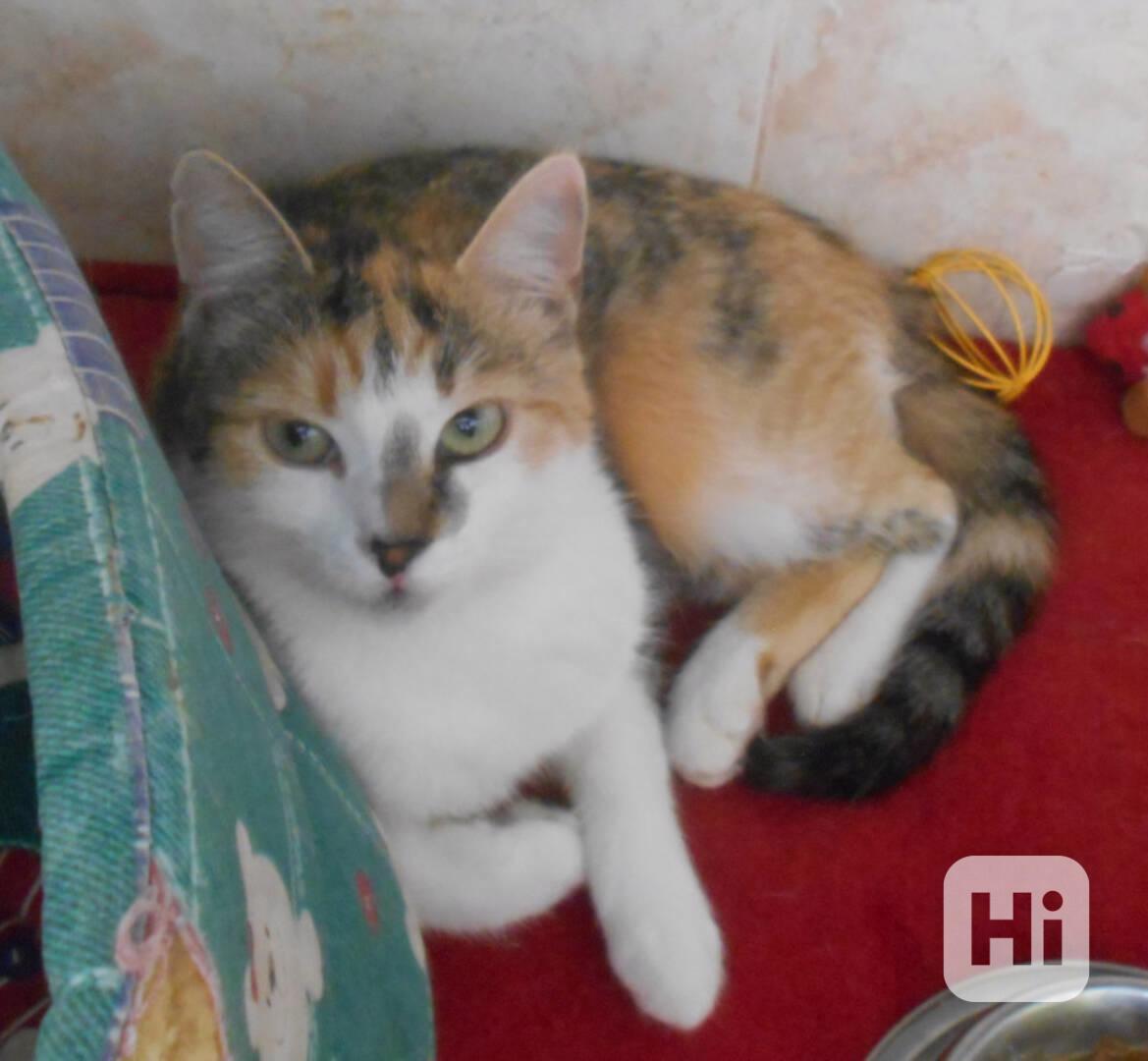 3barevná 9měsíční opatrnější mazlivka Bella s bílou - foto 1